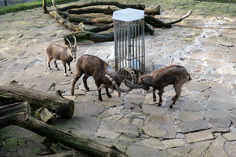 Sibirische Steinböcke SVENJA, THORE und HALVAR am 1. Dezember 2024 auf der Steinbock-Anlage im Grünen Zoo Wuppertal