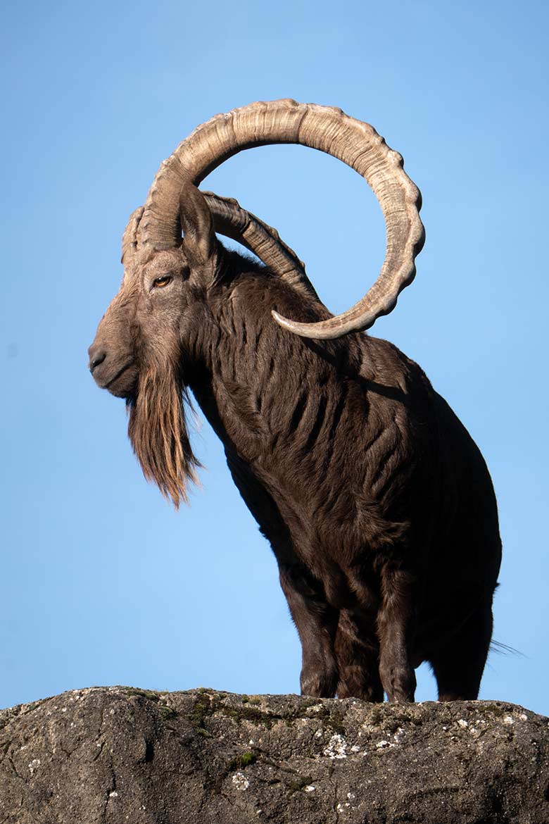 Männlicher Sibirischer Steinbock THORE am 1. Dezember 2024 auf dem Steinbock-Felsen im Grünen Zoo Wuppertal