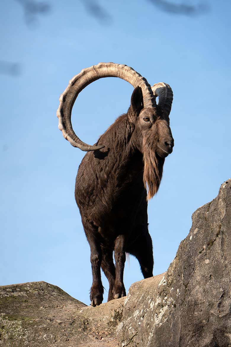 Männlicher Sibirischer Steinbock THORE am 1. Dezember 2024 auf dem Steinbock-Felsen im Zoologischen Garten Wuppertal