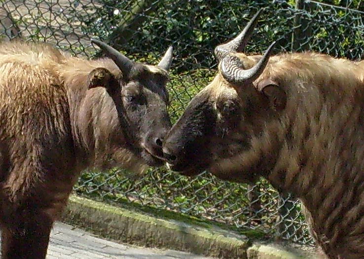 Mishmi-Takins im Zoo Wuppertal im April 2008