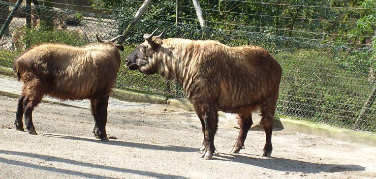 Mishmi-Takins im Zoologischen Garten Wuppertal im April 2008