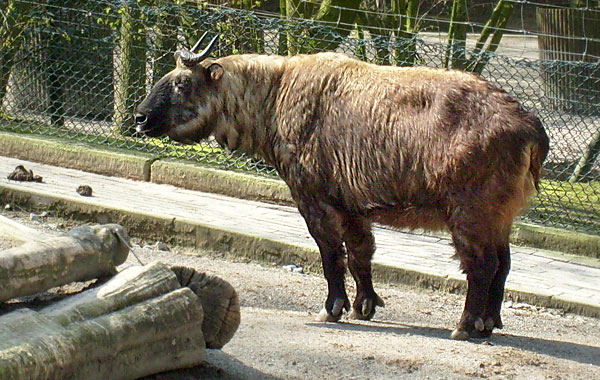 Mishmi-Takin im Wuppertaler Zoo im April 2008