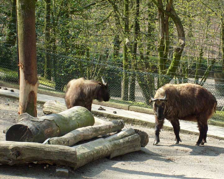 Mishmi-Takins im Wuppertaler Zoo im April 2008