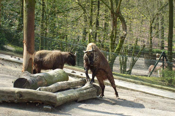 Mishmi-Takins im Zoologischen Garten Wuppertal im April 2008