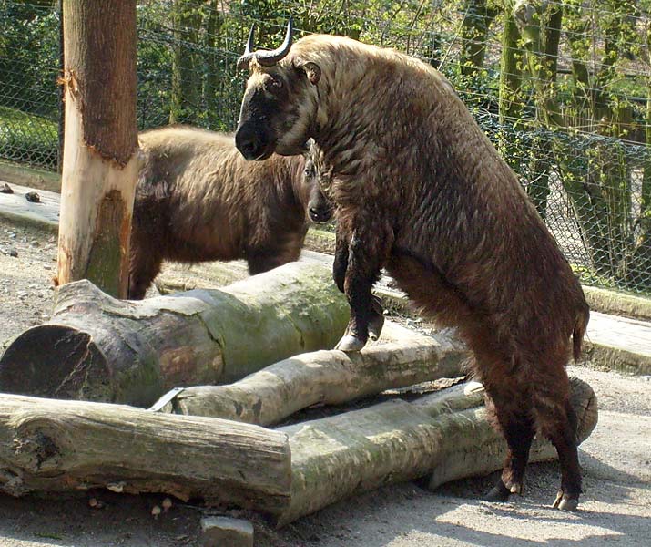 Mishmi-Takin im Zoo Wuppertal im April 2008