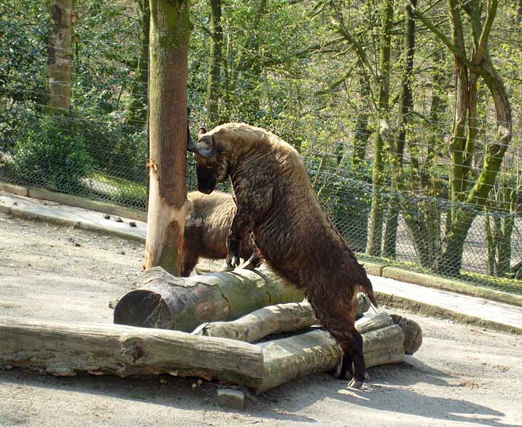 Mishmi-Takin im Wuppertaler Zoo im April 2008