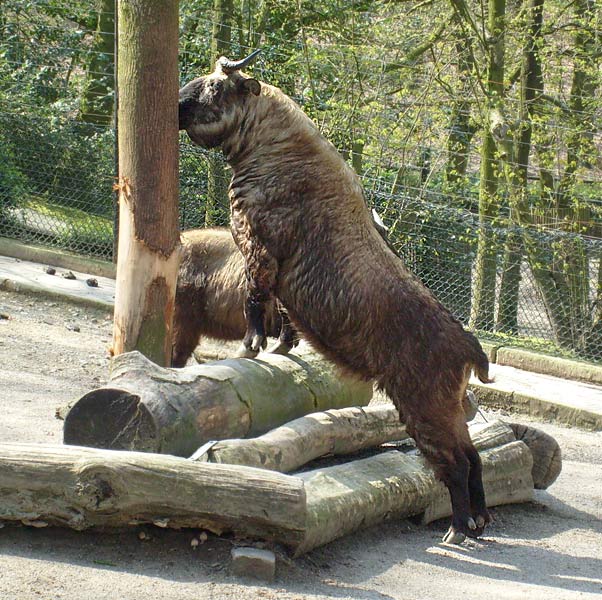 Mishmi-Takin im Zoologischen Garten Wuppertal im April 2008