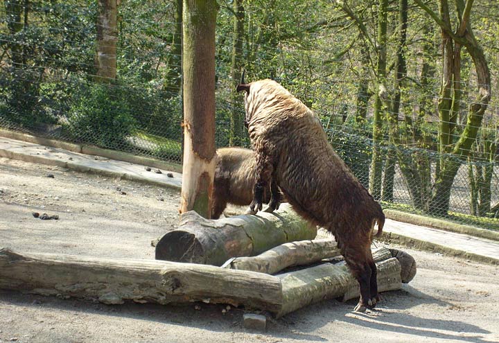 Mishmi-Takin im Zoo Wuppertal im April 2008