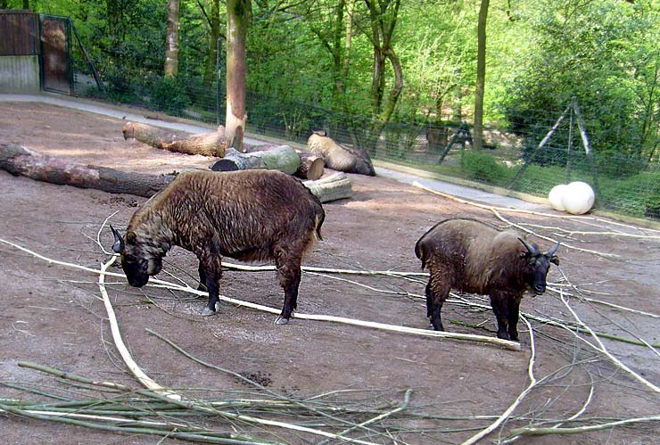 Mishmi-Takins im Zoologischen Garten Wuppertal im Mai 2008