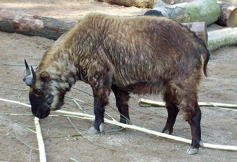 Mishmi-Takin im Zoo Wuppertal im Mai 2008