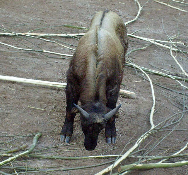Mishmi-Takin im Wuppertaler Zoo im Mai 2008