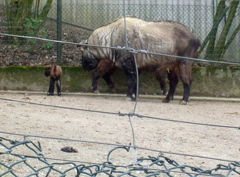 Mishmi-Takin mit Jungtier im Zoologischen Garten Wuppertal am 10. April 2010