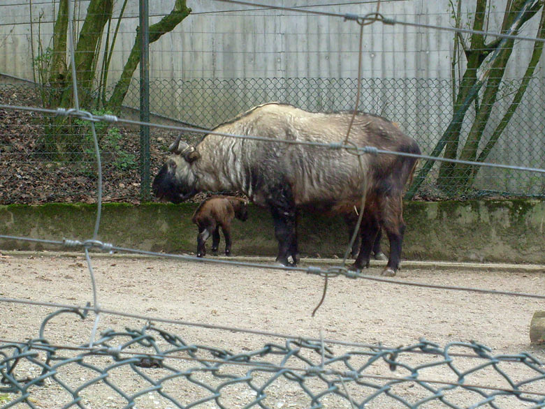 Mishmi-Takin mit Jungtier im Wuppertaler Zoo am 10. April 2010