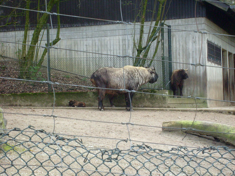 Mishmi-Takine mit Jungtier im Zoo Wuppertal am 10. April 2010