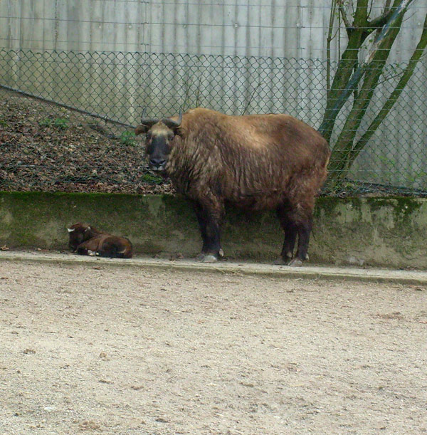 Mishmi-Takin im Wuppertaler Zoo am 10. April 2010