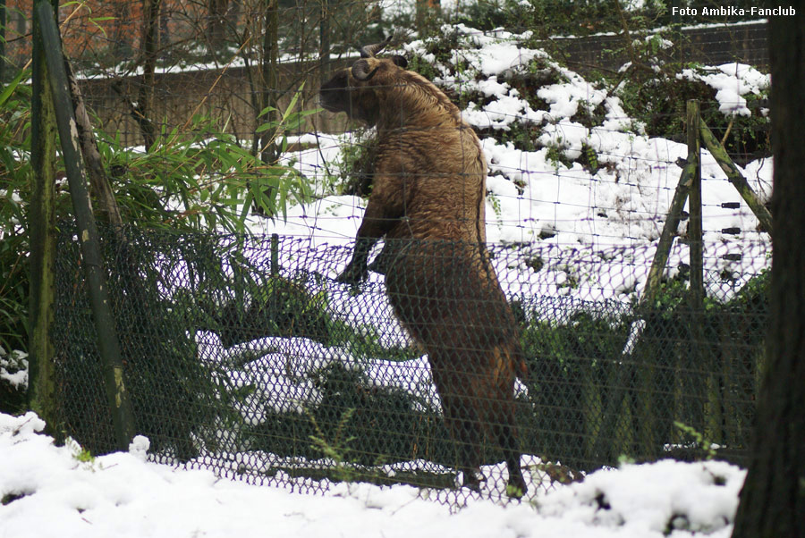 Mishmi-Takin im Zoologischen Garten der Stadt Wuppertal am 20. Dezember 2011 (Foto Ambika-Fanclub)