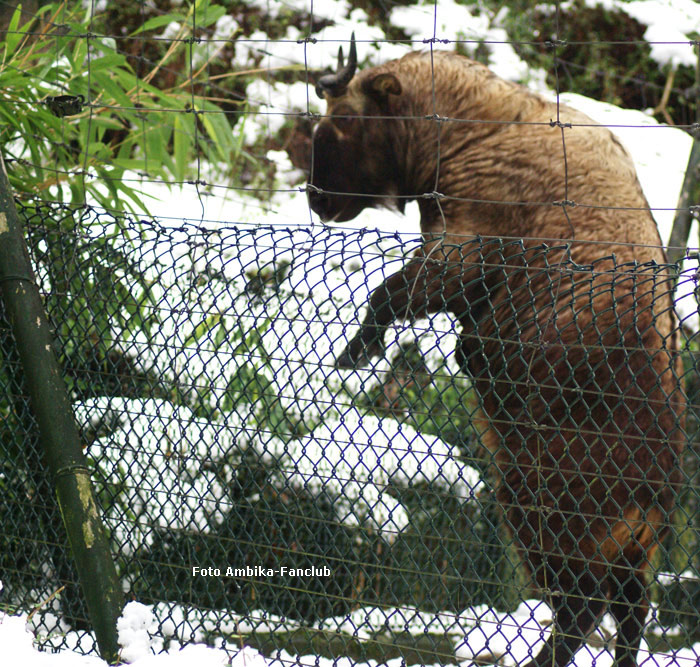 Mishmi-Takin im Wuppertaler Zoo am 20. Dezember 2011 (Foto Ambika-Fanclub)