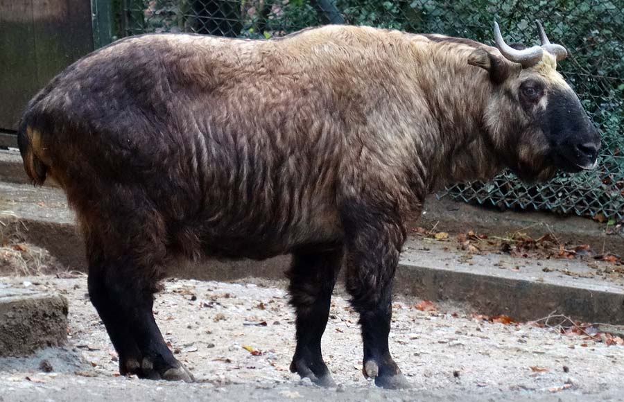 Mishmi-Takin im Zoo Wuppertal am 13. Dezember 2014