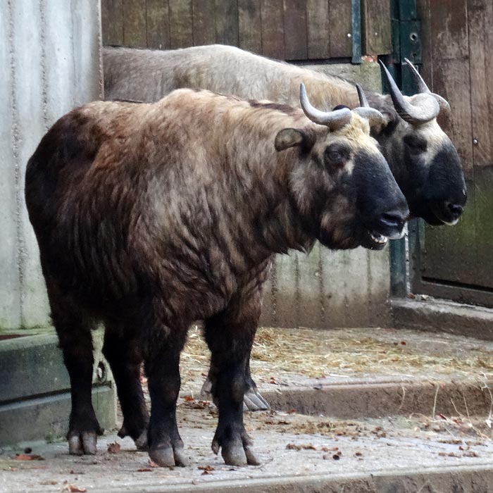 Mishmi-Takin Paar im Wuppertaler Zoo am 13. Dezember 2014