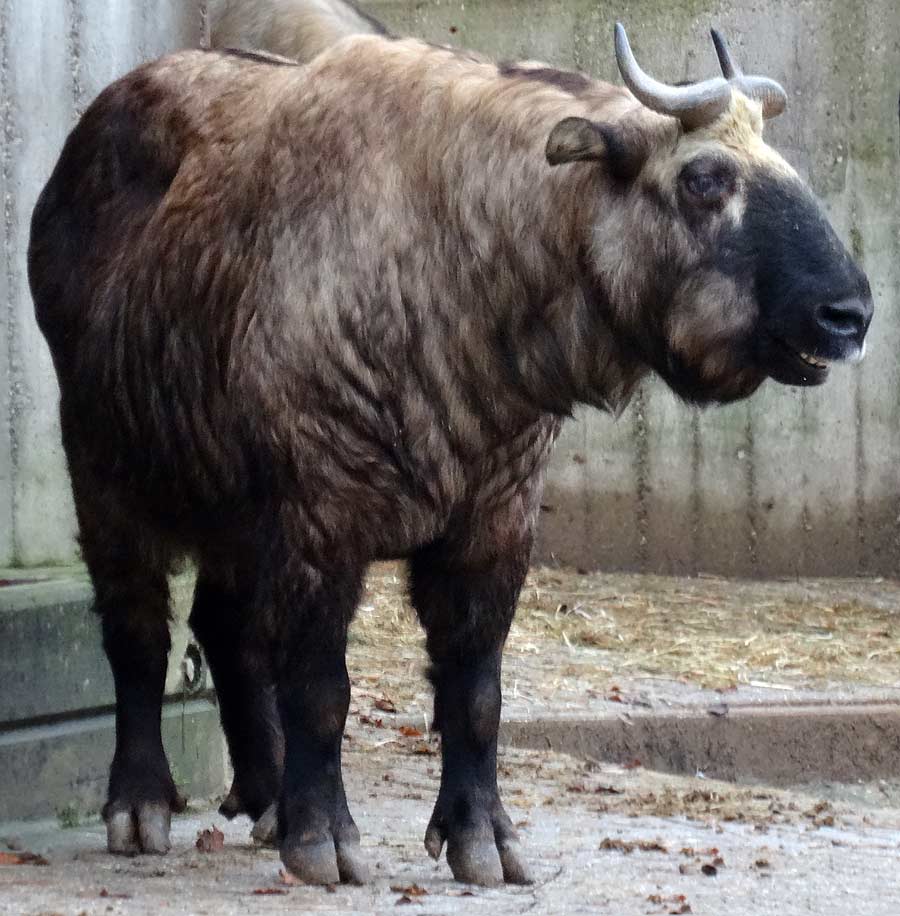Mishmi-Takin im Zoologischen Garten der Stadt Wuppertal am 13. Dezember 2014