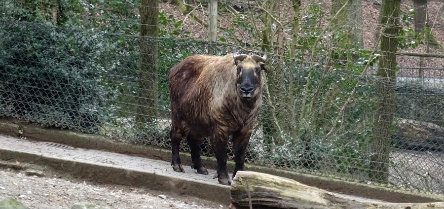 Mishmi-Takin im Wuppertaler Zoo am 6. März 2015