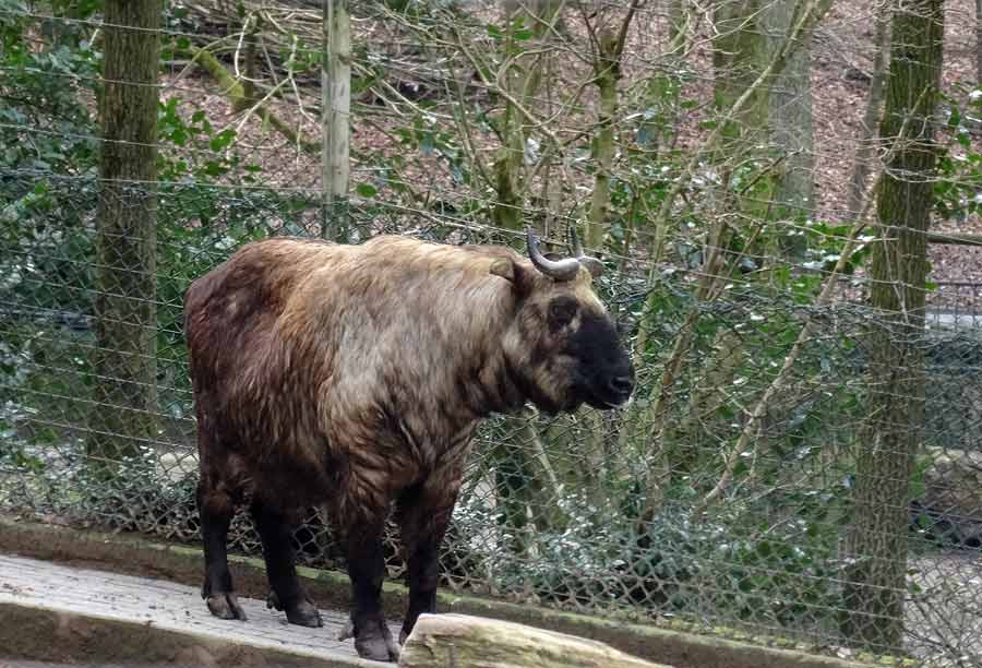 Mishmi-Takin im Zoo Wuppertal am 6. März 2015