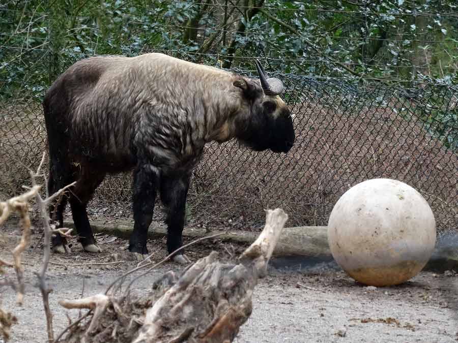 Mishmi-Takin Männchen KARL im Zoologischen Garten Wuppertal am 15. März 2015