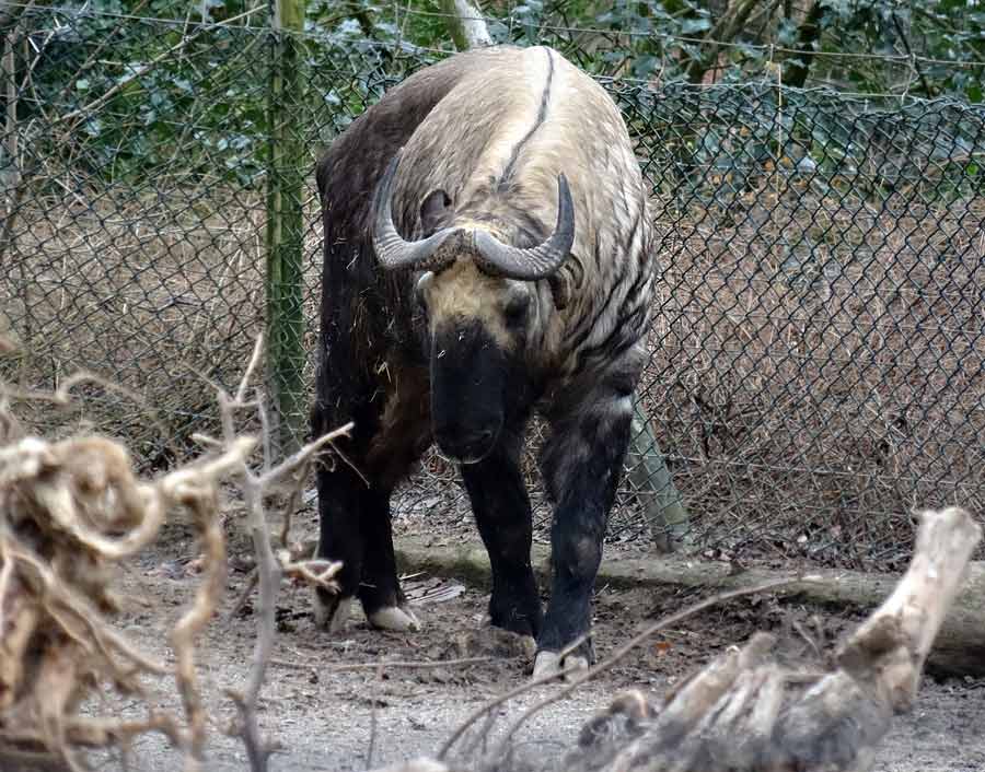 Mishmi-Takin-Zuchtbulle KARL im Grünen Zoo Wuppertal am 15. März 2015