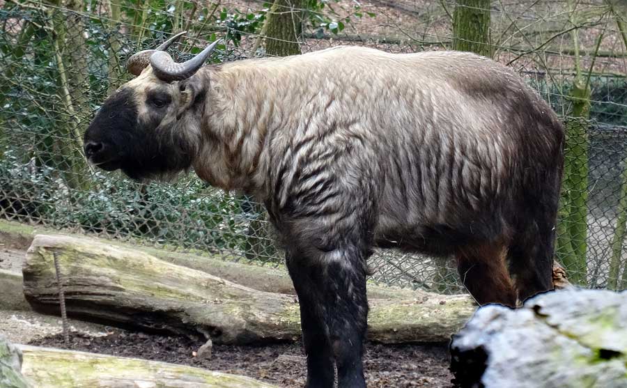 Mishmi-Takin Männchen KARL im Wuppertaler Zoo am 15. März 2015