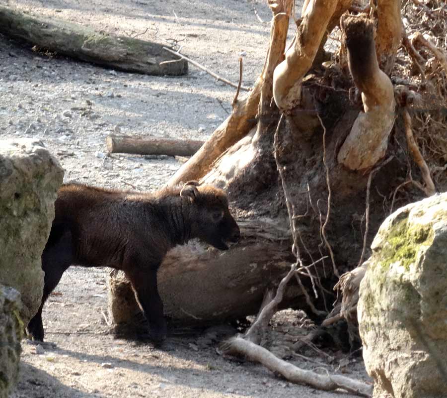Mishmi-Takin Jungtier MINJA im Zoo Wuppertal am 16. März 2015