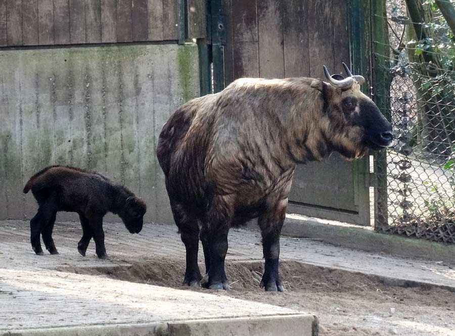 Mishmi-Takin Jungtier MINJA mit Takin-Mutter ROLI im Zoo Wuppertal am 16. März 2015