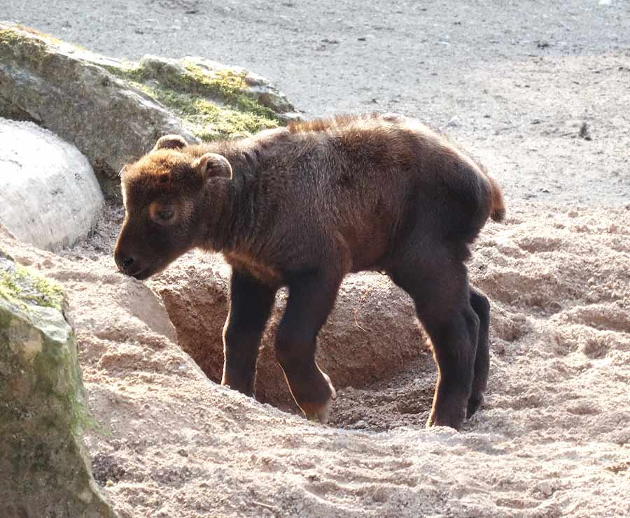 Mishmi-Takin Jungtier MINJA im Wuppertaler Zoo am 16. März 2015