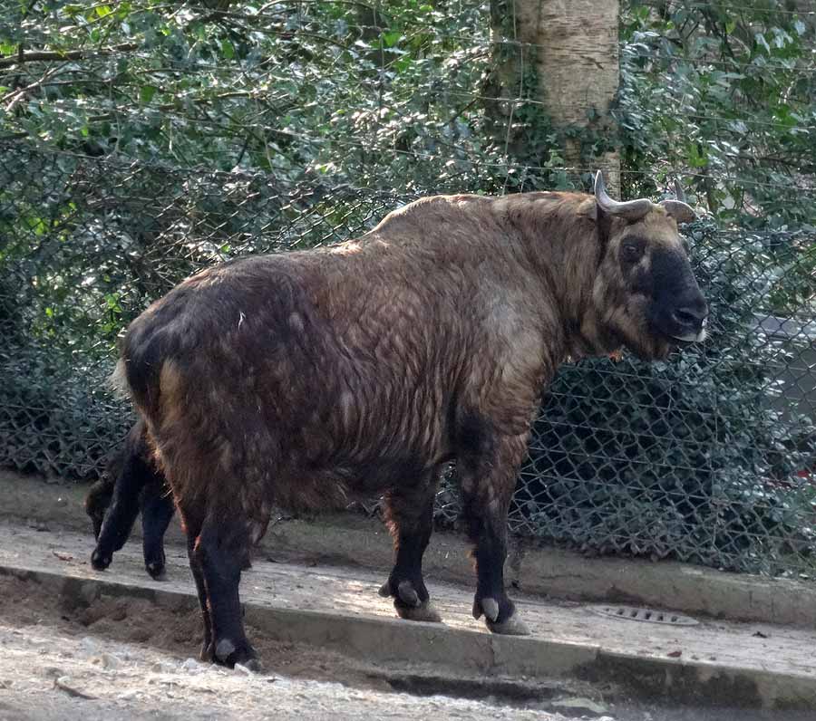 Mishmi-Takine im Wuppertaler Zoo am 16. März 2015