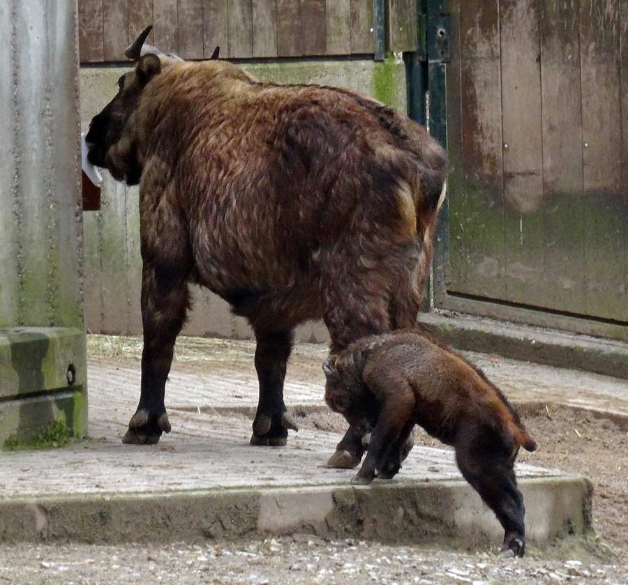 Mishmi-Takin Jungtier MINJA mit Takin-Mutter ROLI im Grünen Zoo Wuppertal am 22. März 2015