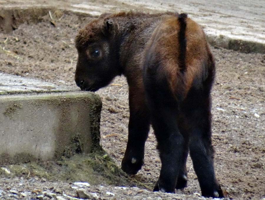 Mishmi-Takin Jungtier MINJA im Wuppertaler Zoo am 22. März 2015