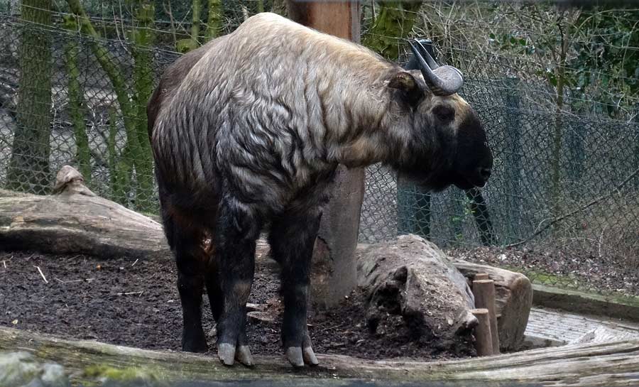 Mishmi-Takin-Bulle KARL im Zoologischen Garten Wuppertal am 27. März 2015