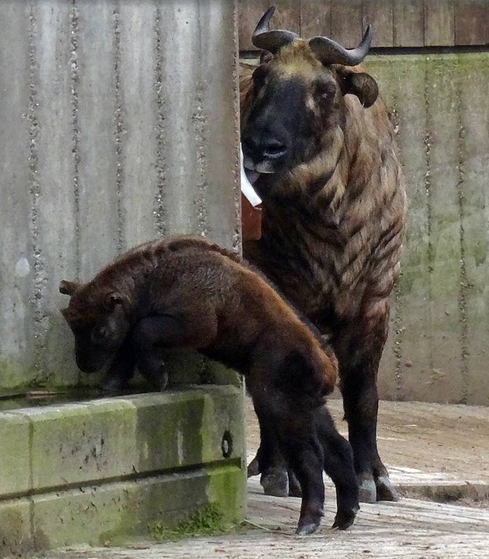 Mishmi-Takin Jungtier MINJA mit Takin-Mutter ROLI im Wuppertaler Zoo am 28. März 2015