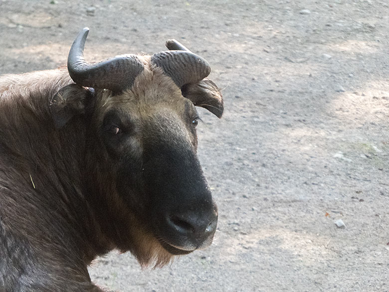 Mishmi-Takin am 30. August 2019 auf der Außenanlage im Zoologischen Garten Wuppertal