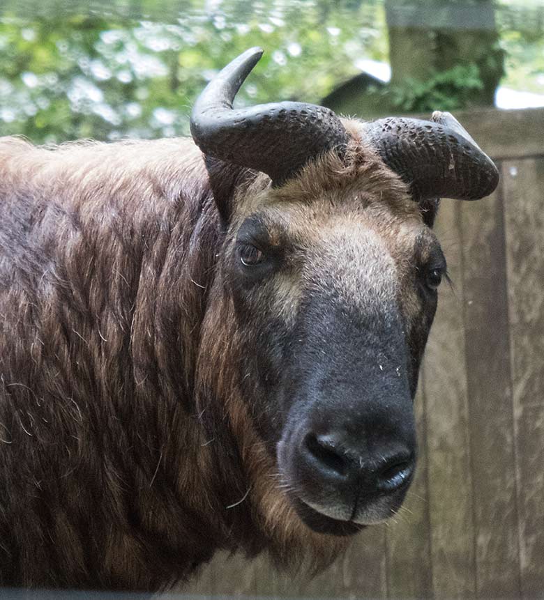 Mishmi-Takin am 1. September 2019 auf der Außenanlage im Wuppertaler Zoo