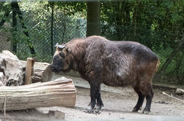 Mishmi-Takin am 1. September 2019 auf der Außenanlage im Grünen Zoo Wuppertal