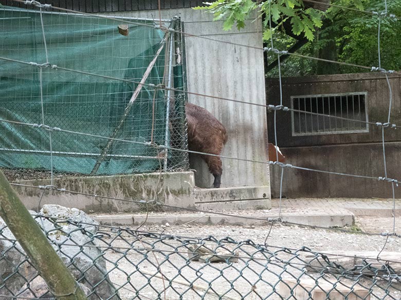 Mishmi-Takin am 10. Juni 2020 auf dem provisorisch hergerichteten Weg von der bisherigen Anlage zur neuen Erweiterungs-Anlage im Zoo Wuppertal