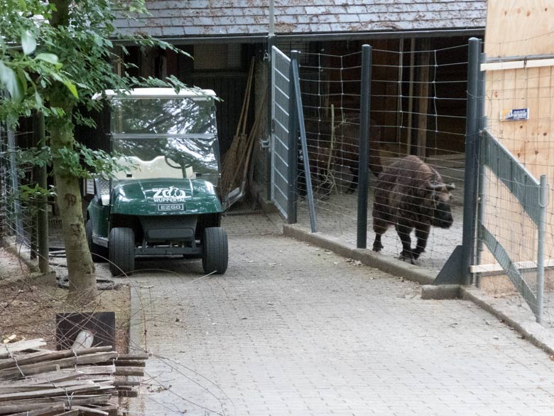 Mishmi-Takine am 11. Juni 2020 auf dem provisorisch abgesperrten Vorgelände am Stallgebäude auf der neuen Erweiterungs-Anlage für Takine im Grünen Zoo Wuppertal