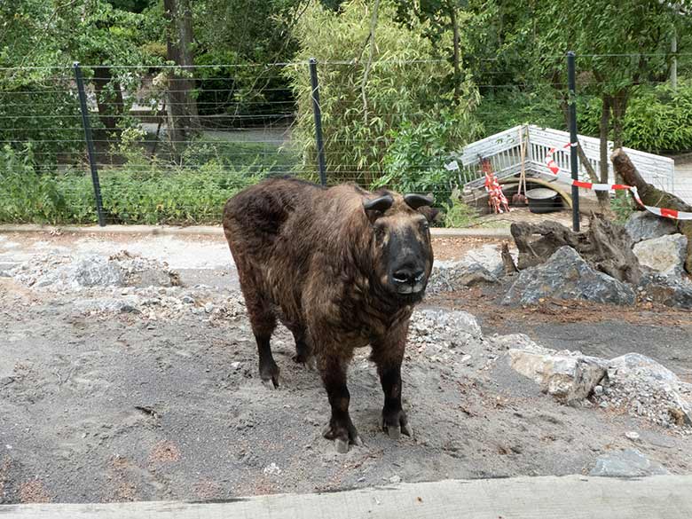 Mishmi-Takin-Weibchen ROLI am 17. Juni 2020 auf der neuen Erweiterungs-Anlage für Takine im Zoo Wuppertal