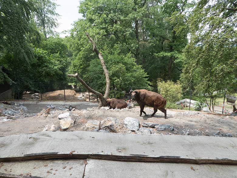 Mishmi-Takine ROLI und MINJA (rechts) am 17. Juni 2020 auf der neuen Erweiterungs-Anlage für Takine im Zoo Wuppertal