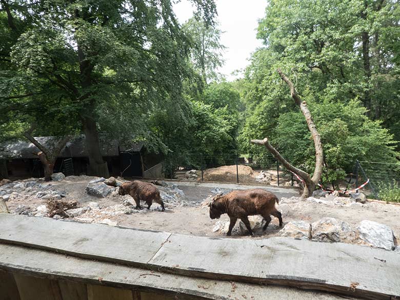 Mishmi-Takine am 17. Juni 2020 auf der neuen Erweiterungs-Anlage für Takine im Zoologischen Garten Wuppertal