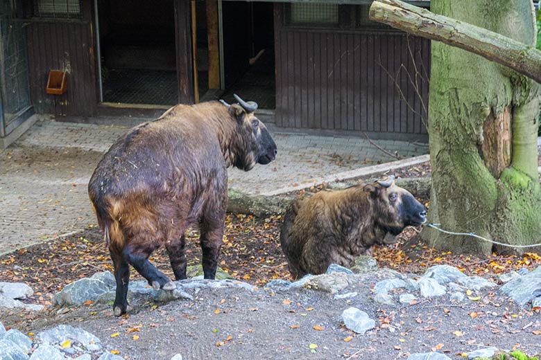 Mishmi-Takin-Weibchen MINJA und ROLI am 11. Oktober 2021 auf der oberen Außenanlage im Grünen Zoo Wuppertal