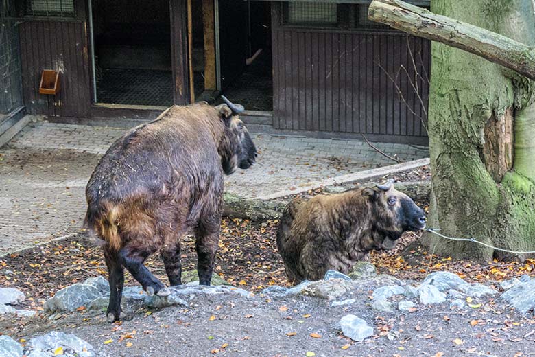 Weibliche Takine MINJA und ROLI am 11. Oktober 2021 auf der oberen Außenanlage im Grünen Zoo Wuppertal