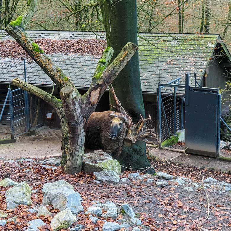 Weiblicher Mishmi-Takin MINJA am 27. November 2021 auf der oberen Außenanlage im Grünen Zoo Wuppertal