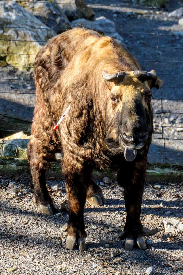 Mishmi-Takin-Kuh ROLI mit veterinär-medizinischer Spritze am 9. März 2022 auf der oberen Außenanlage im Zoologischen Garten Wuppertal