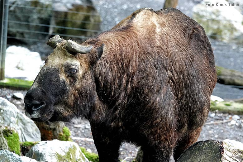 Mishmi-Takin-Kuh ROLI am 11. September 2022 auf der Außenanlage im Grünen Zoo Wuppertal (Foto Klaus Tüller)